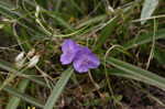 Hairy spiderwort